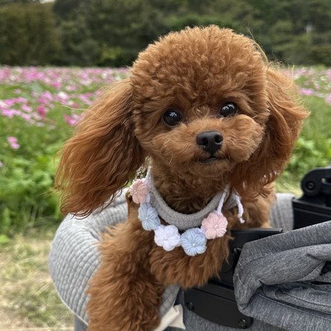 ꕥオリジナルꕥぷっくりお花５連チョーカーꕥ 超小型犬〜小型犬サイズ　