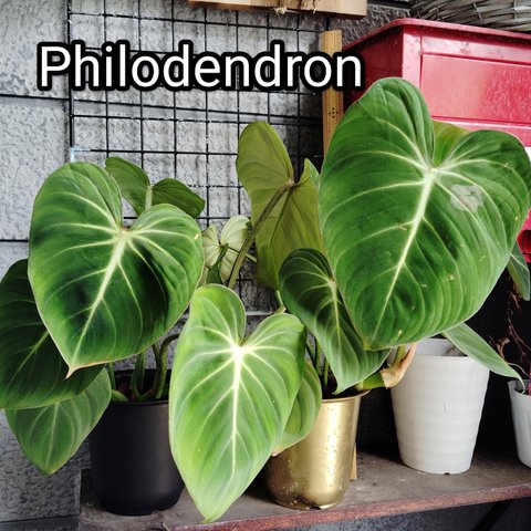 Philodendron◈グロリオーサム