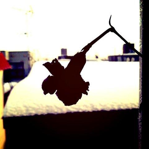 Shadow of Flower