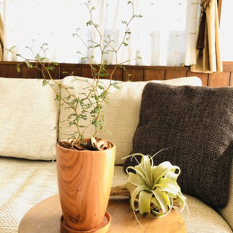 Rose Wood テラコッタ鉢　メルヘンの木　受け皿付き 観葉植物　インテリア
