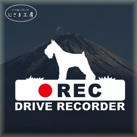 ミニチュアシュナウザーの白色シルエットステッカー‼後方注意‼『DRIVE　RECORDER』