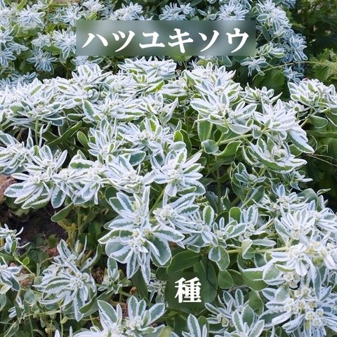 春まき花の種　ハツユキソウ(初雪草)　20粒　カラーリーフ　一年草