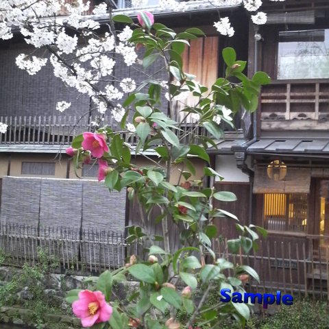 56 京の桜  白川沿いの椿と桜