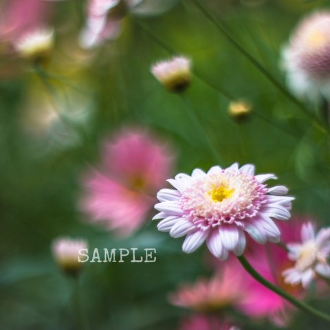 「garden flower」A4サイズ写真⑤