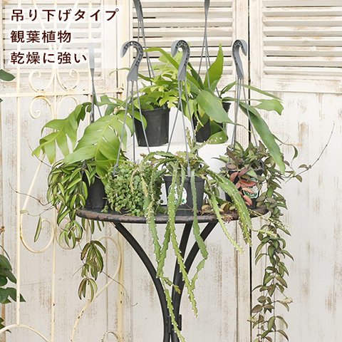 観葉植物 ホヤ エピフィルム リプサリス 4号 吊り下げ つる性 室内 おしゃれ インテリアグリーン 乾燥に強い