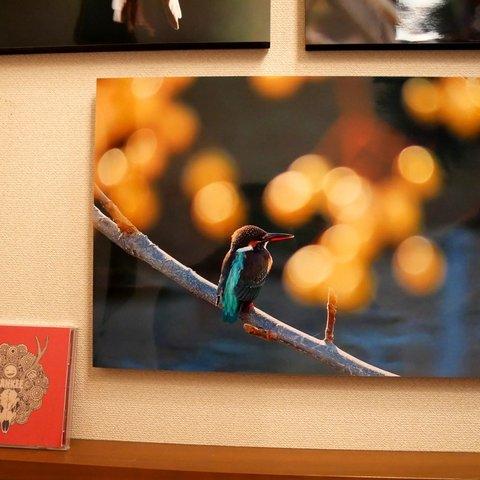 A３サイズの野鳥写真パネルその２