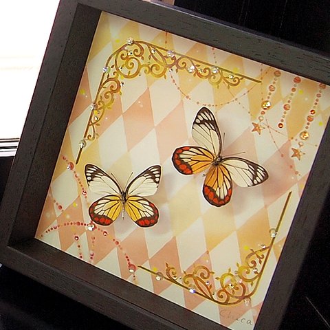 蝶の標本　蝶とイラストの新しい形　-classical-yellow-