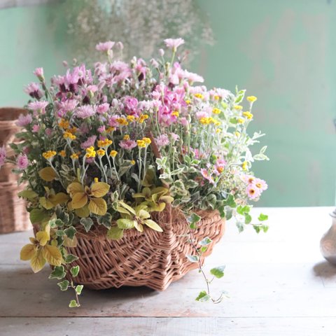 モモイロたんぽぽの大きなバスケット。母の日花束植え