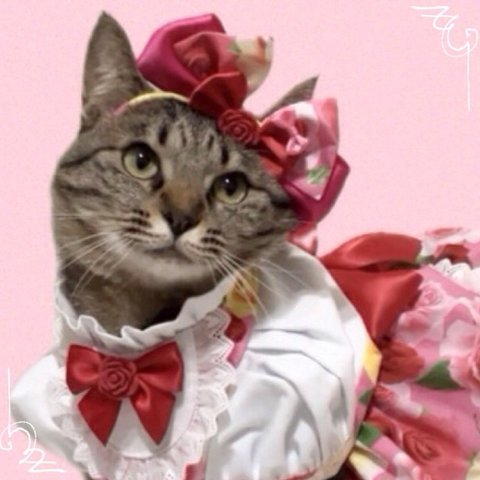 送料無料☆彡薔薇とリボンのカチューシャ〜猫のカチューシャ