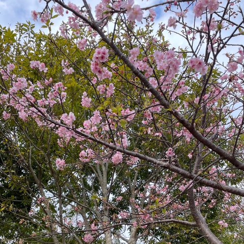 桜と空と葉のコラボ