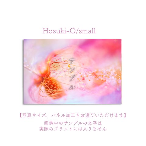 Hozuki-O/small　ポスター【写真サイズ、パネル加工をお選びいただけます】 