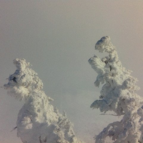 八甲田山の樹氷達