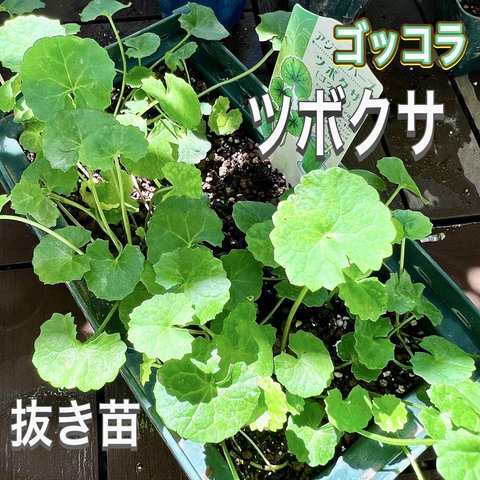 ツボクサ　苗　ゴツコラ　抜き苗　万能　薬草　無農薬　