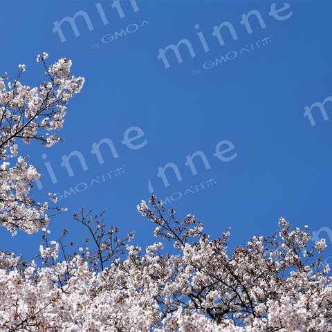 Am099 青空の桜