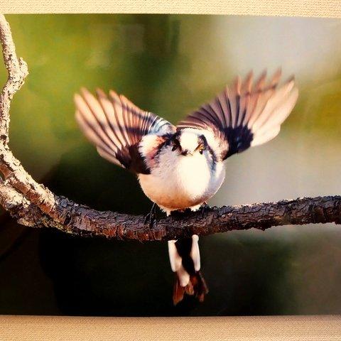 A３サイズの野鳥写真パネルその６