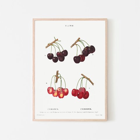 チェリー / アートポスター イラスト さくらんぼ 植物 果物 フルーツ 夏 グリーン レッド アートプリント