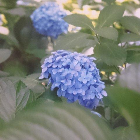 【紫陽花】写真L版