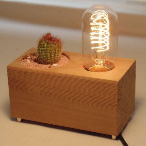 THE GOOD OLD TIME LAMP-SUCCULENT