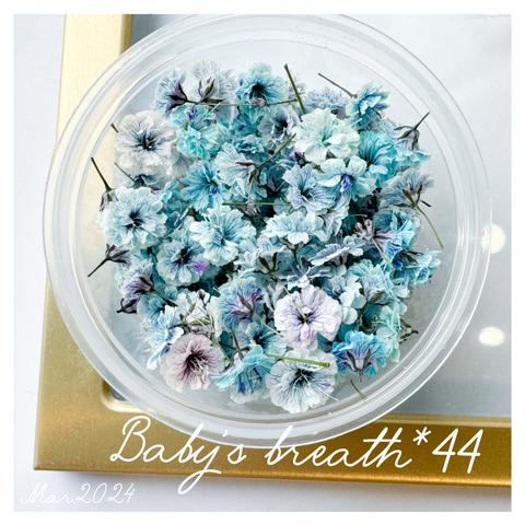 baby’s breath*44