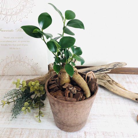 幸せのガジュマル　ヒノキの香る鉢　観葉植物　インテリア　ポトス　アロマ　ギフト