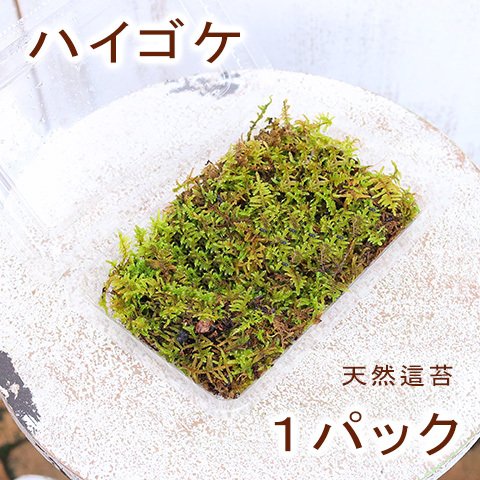 送料無料🍃苔 ハイゴケ 天然 這苔 1パック シート 苔玉 観葉植物 テラリウム 盆栽 ガーデニング