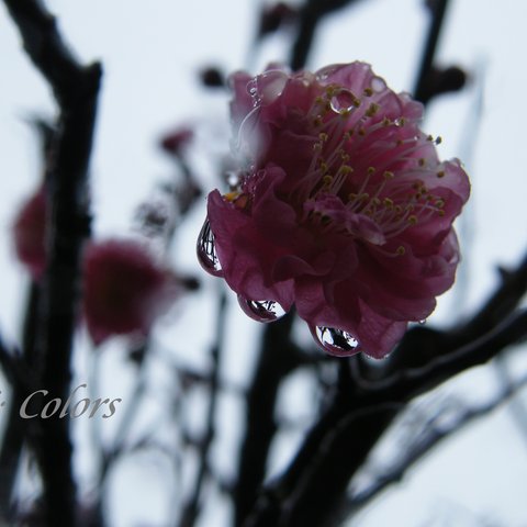 【送料無料】初雪と紅梅 アート写真