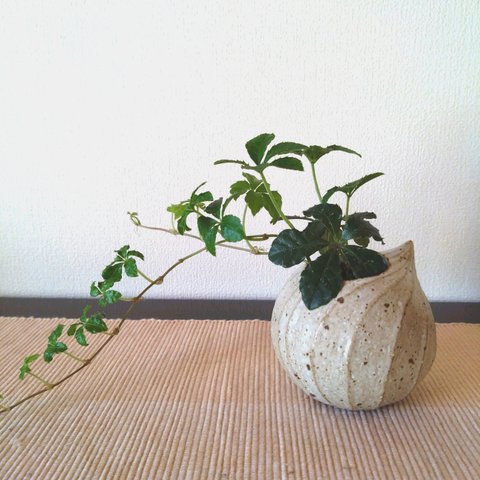 《再販》ホイップクリーム植木鉢  オプション多肉植物寄せ植え  陶器  植木鉢  ギフト  雫  ホイップクリーム