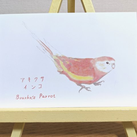 アキクサインコ 3枚組ポストカード