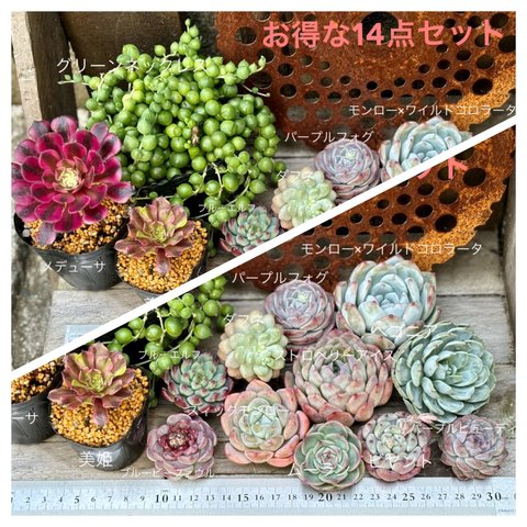 お買得‼️最新品種入り14点セット   多肉植物　寄せ植え