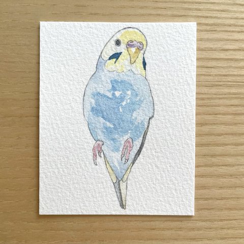 ミニ原画　セキセイインコ２