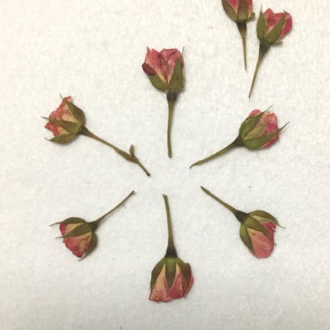 ミニ薔薇の蕾( ピンク) 押し花 １０枚