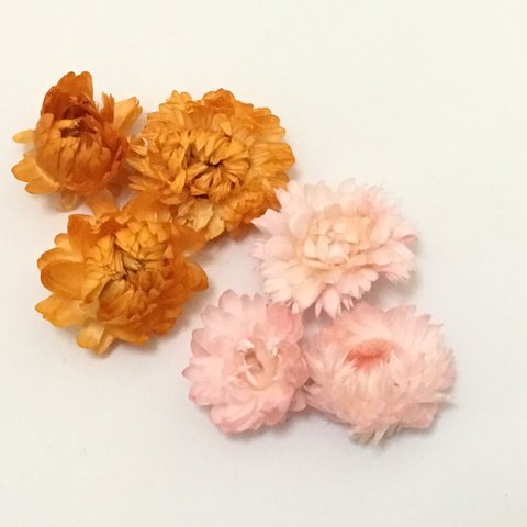   ヘリクサム　オレンジ&ピンク 写真の量d