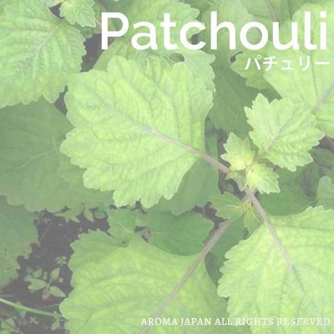 パチュリー精油3ml~　アロマオイル/エッセンシャルオイル/ケモタイプ精油/Patchouli