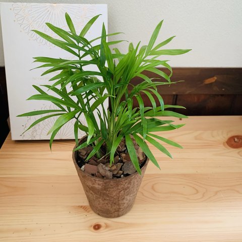テーブルヤシ　ヒノキの香る鉢　3号　観葉植物　インテリア　ポトス　アロマ　ギフト