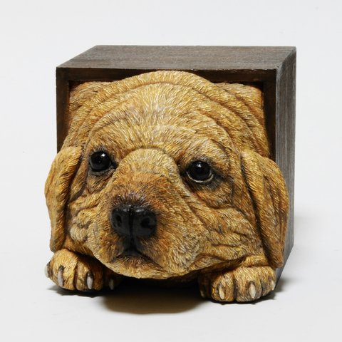 Cube/Dog#2.1