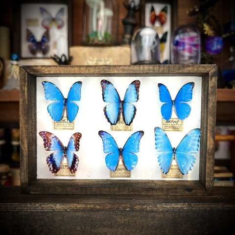 蒼蝶6匹のミニチュア標本