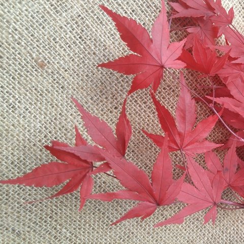 秋もみじ　紅葉🍁ドライリーフ　プリザーブドリーフ