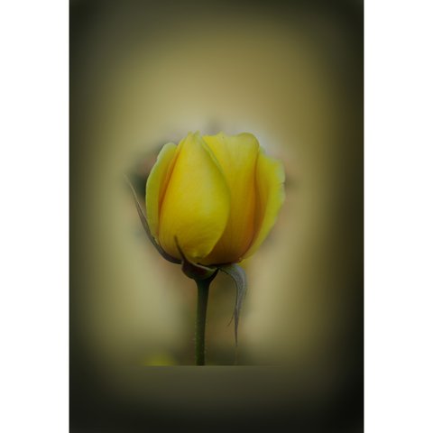 Yellow Rose 8255