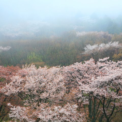 霧の中の山桜（曽爾村屏風岩公苑）