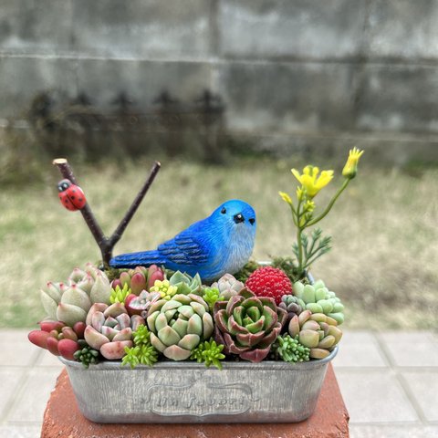 ★送料無料★♡そのまま飾れる♡幸せを運ぶ青い鳥さんの可愛い多肉植物寄せ植え╰(*´︶`*)╯