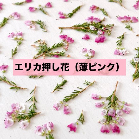 【薄ピンク】エリカ押し花
