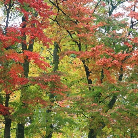 秋模様のもみじ　紅葉