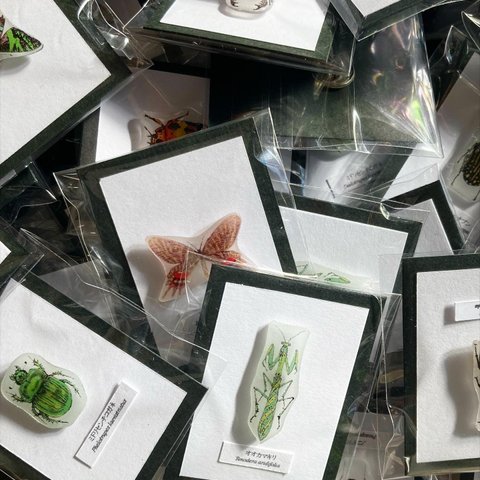 ✴︎全55種類✴︎ 選べる昆虫標本ピンバッチ 
