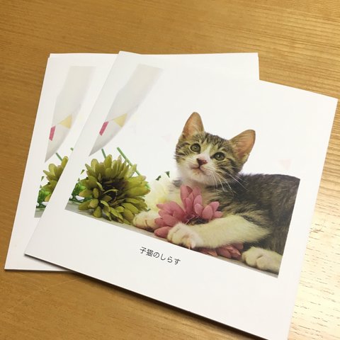 子猫のしらすフォトブック