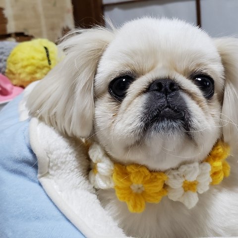 犬用　ぷっくりお花の首輪