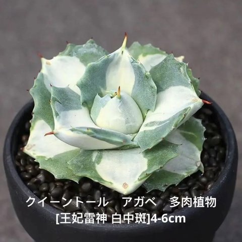 1株入りクイーントール　アガベ　多肉植物[王妃雷神 白中斑]4-6cm