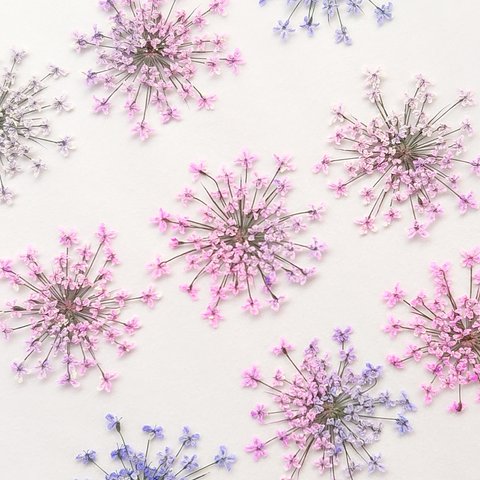 〔押し花〕12枚 レースフラワー  グラデーション(ピンク、紫)　R53-7