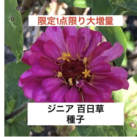 【限定1点限り大増量】ジニア 百日草 種子