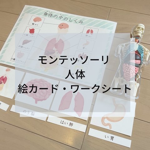 ☆モンテッソーリ☆ 人体 絵カード