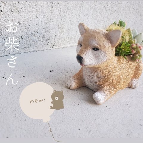 即日発送可🆕新作1点のみ特価⦿完成品・お柴さんの寄せ植え(柴犬) サボテンと多肉植物のmix寄せ植え